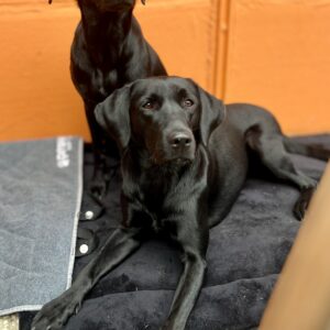 Labrador Arbeitslinie - FMD