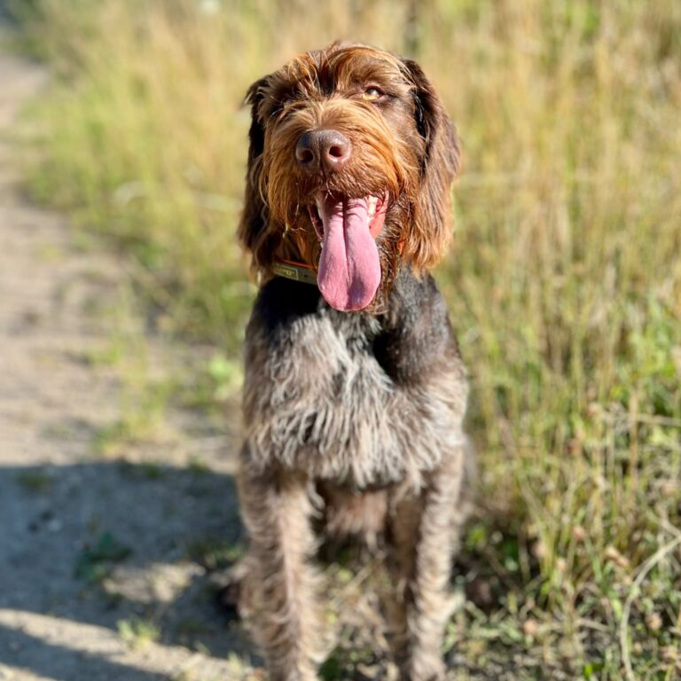 FMD-DD_Jagdhundetraining2